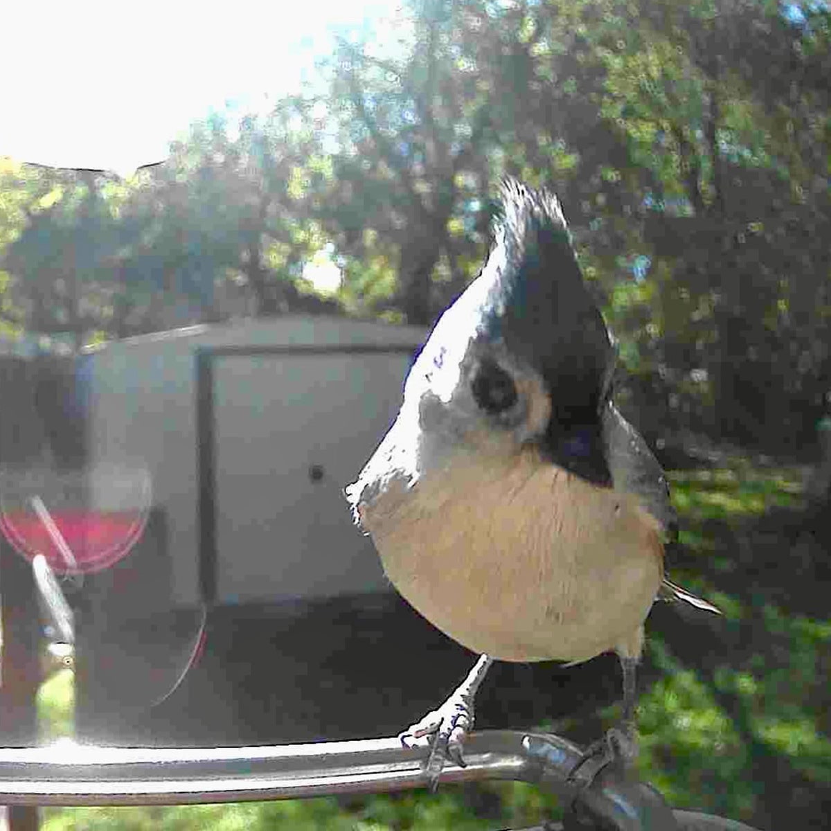Mangeoire à oiseaux avec caméra Wi-Fi et panneau solaire
