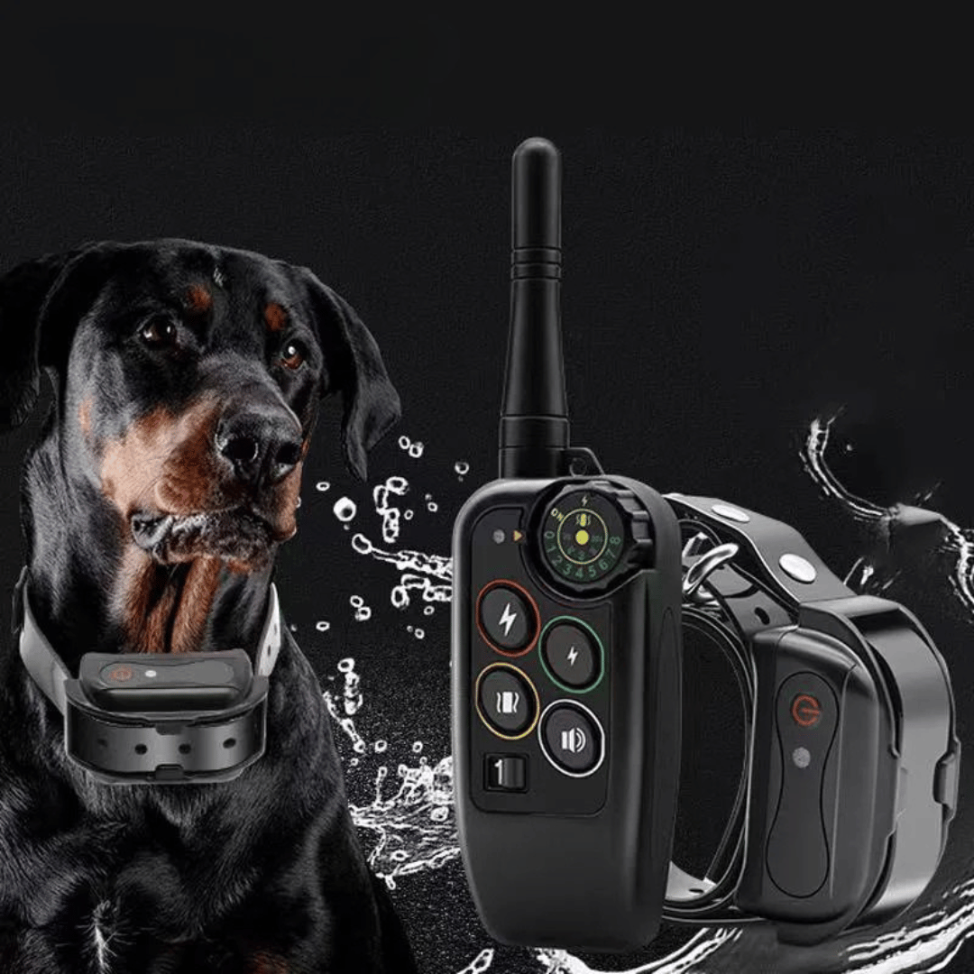 Collier de dressage électronique pour chien avec télécommande