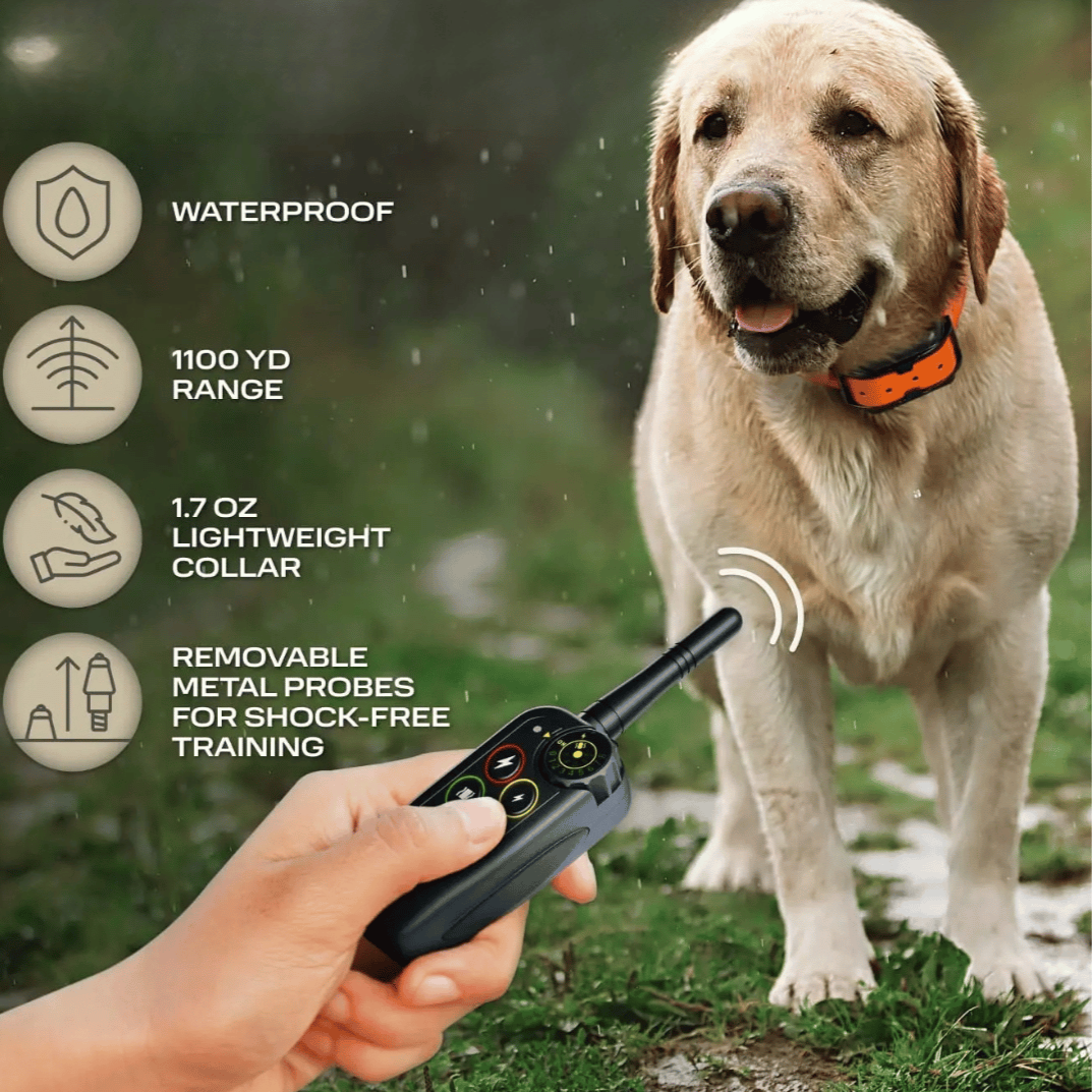 Collier de dressage électronique pour chien avec télécommande